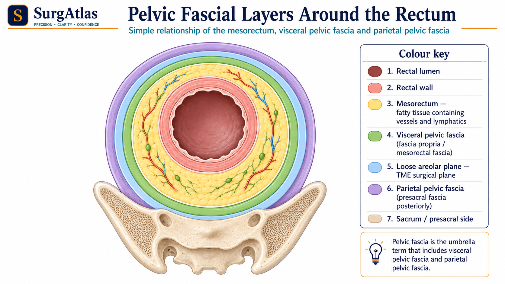 SurgAtlas illustration of pelvic fascial layers around the rectum and mesorectum showing the surgical planes relevant to total mesorectal excision.
