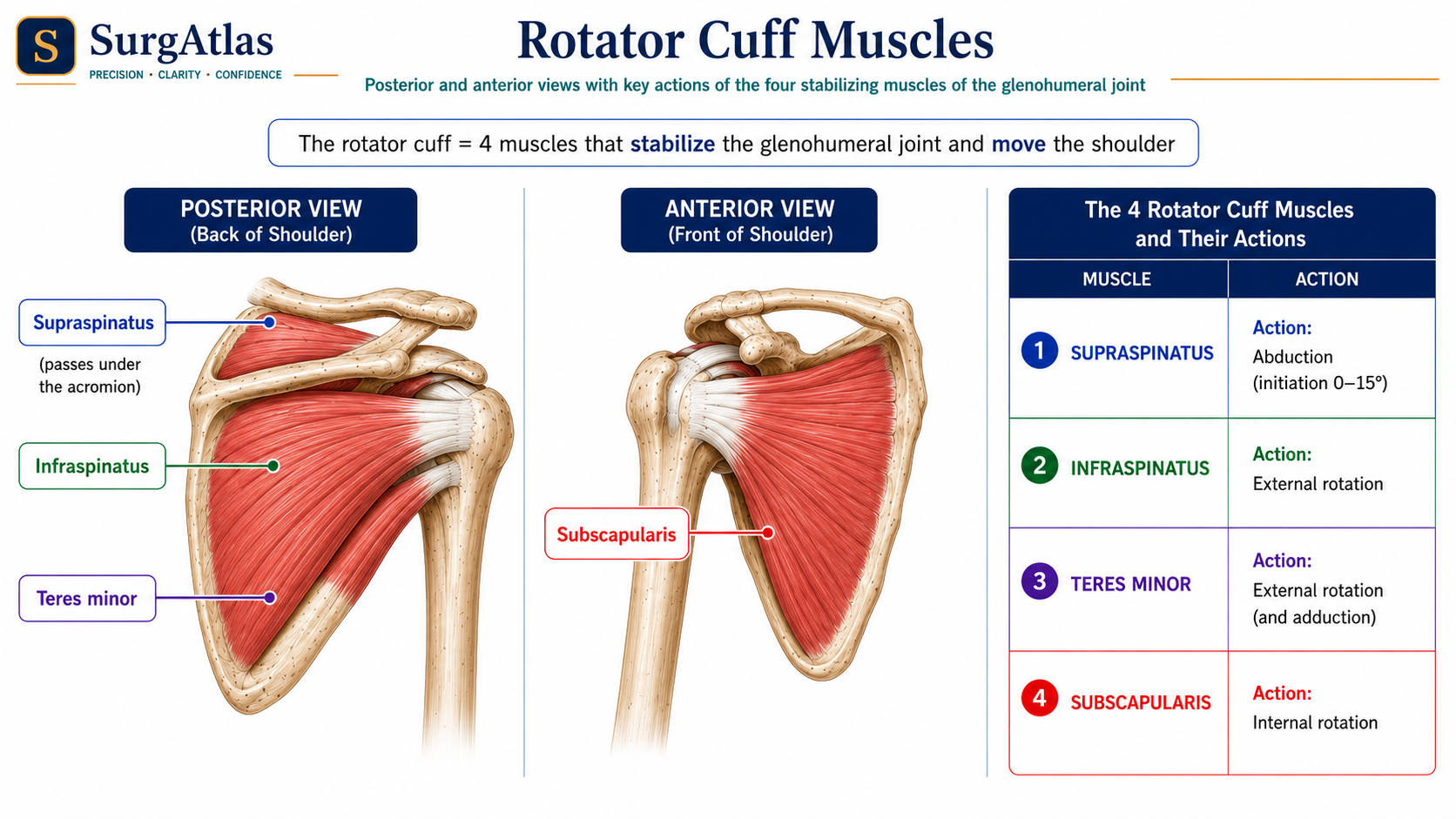 SurgAtlas anatomical diagram of the rotator cuff showing supraspinatus, infraspinatus, teres minor and subscapularis around the glenohumeral joint.