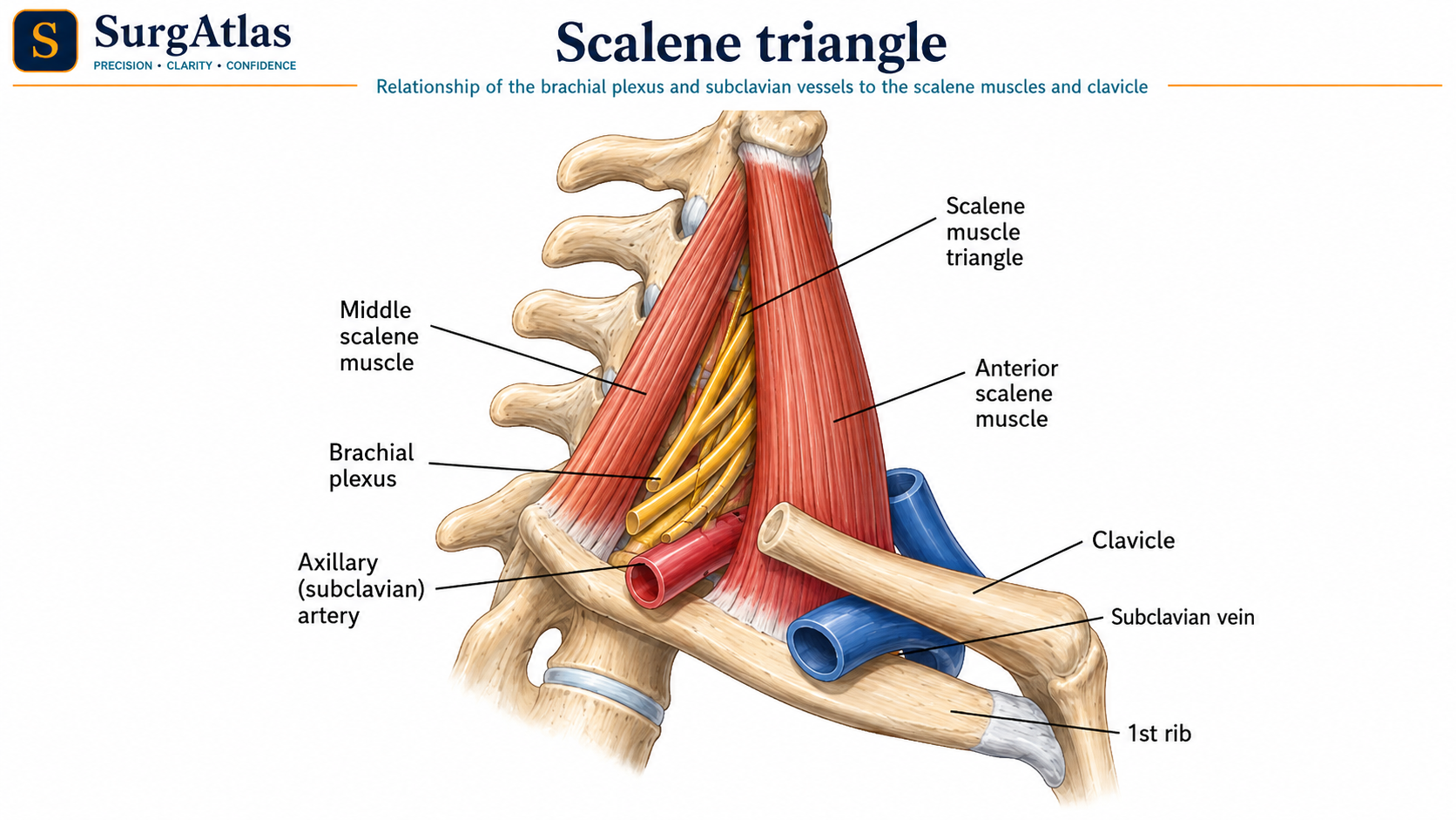Scalene Triangle and Brachial Plexus Anatomy SurgAtlas anatomical diagram of the interscalene triangle showing the brachial plexus and subclavian artery between the anterior and middle scalene muscles.