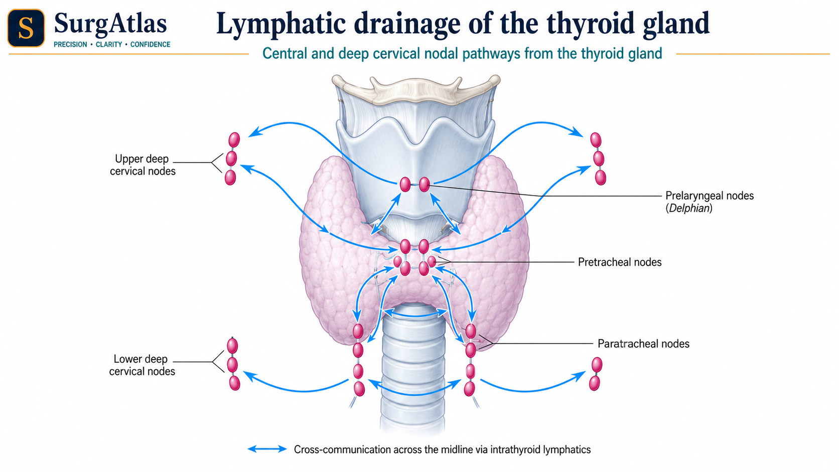 Thyroid Gland Lymphatic Drainage Anatomy SurgAtlas diagram of thyroid lymphatic drainage showing the prelaryngeal, pretracheal, paratracheal and deep cervical lymph-node pathways.